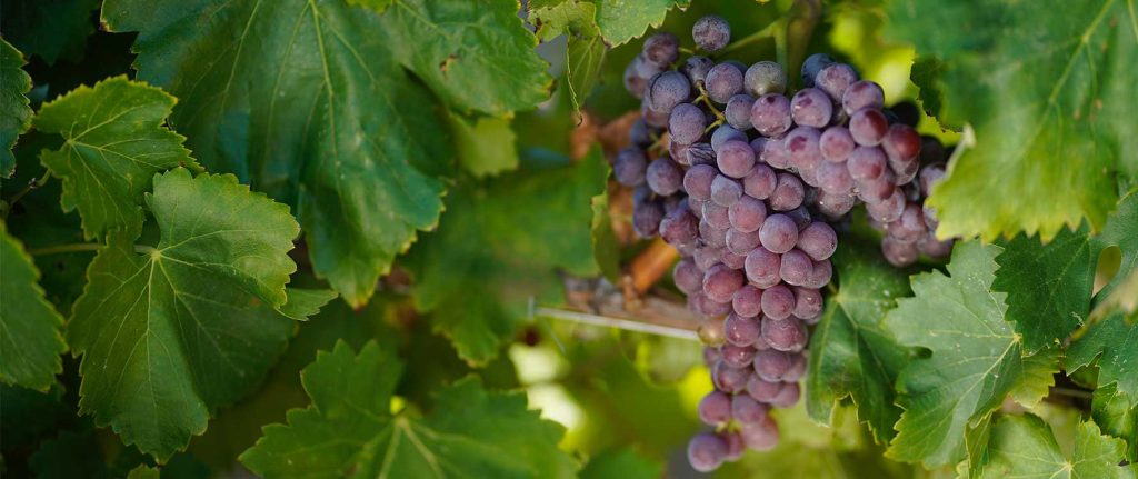 i nostri vini biologici