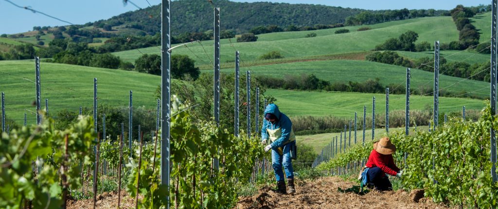 lavoro in vigna2