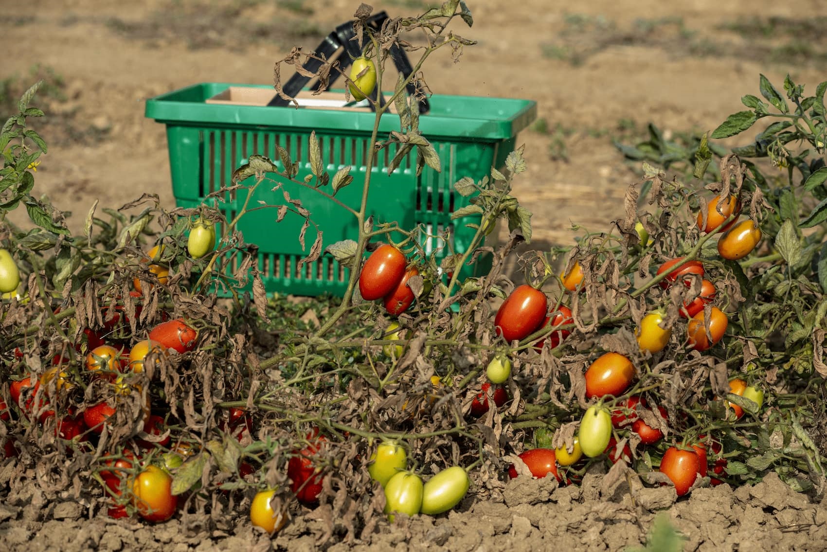 "Radici e Stagioni" - Notizie dai nostri campi del mese di maggio 2025 4 176 FG2 5612