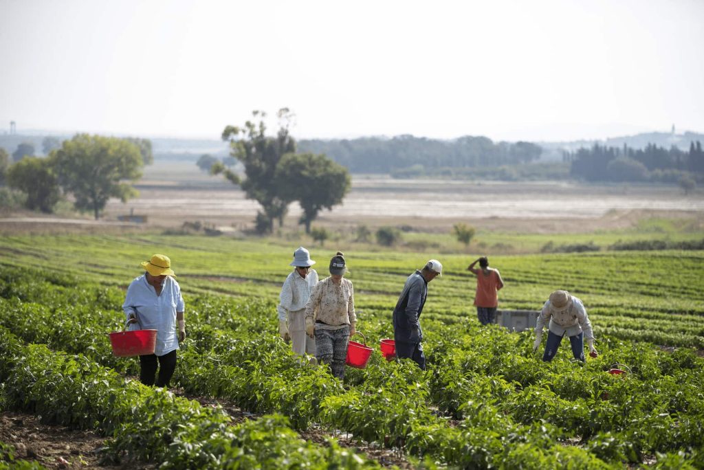 "Radici e Stagioni" - Notizie dai nostri campi del mese di maggio 2025 2 444 FG2 5782
