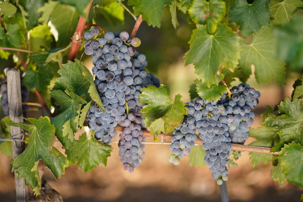 "Radici e Stagioni" - Notizie dai nostri campi del mese di agosto 2025 3 una vendemmia anticipata