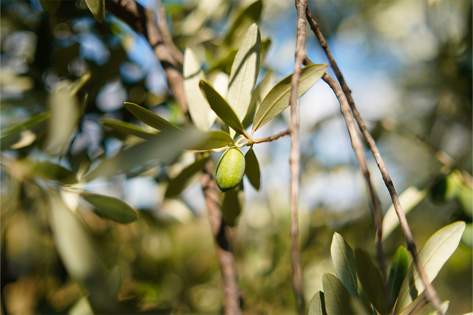 "Radici e Stagioni" - Notizie dai nostri campi del mese di ottobre 2025 4 olive