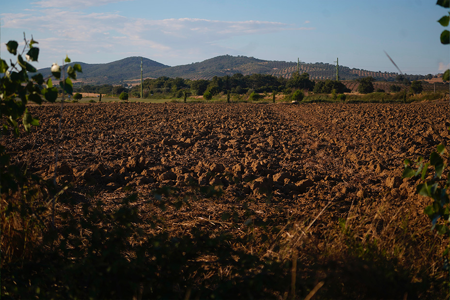 "Radici e Stagioni" - Notizie dai nostri campi del mese di ottobre 2025 2 terra