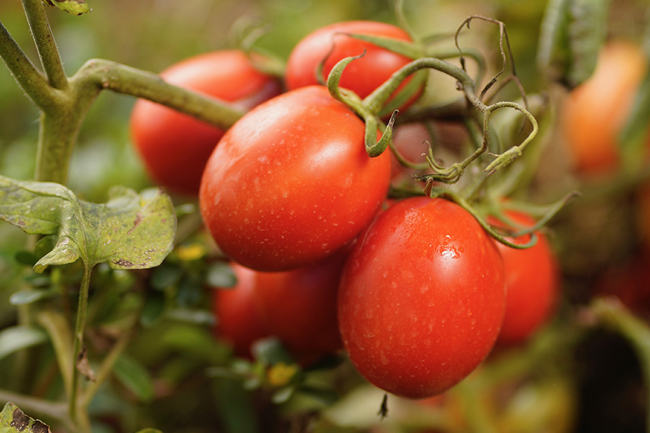 "Radici e Stagioni" - Notizie dai nostri campi del mese di aprile 2026 2 pomodori