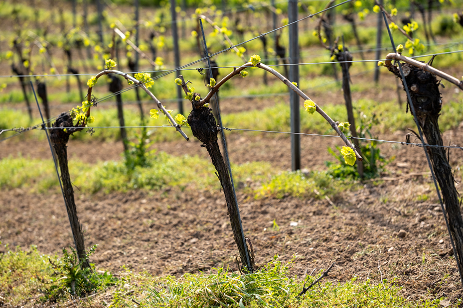 "Radici e Stagioni" - Notizie dai nostri campi del mese di aprile 2026 4 vino