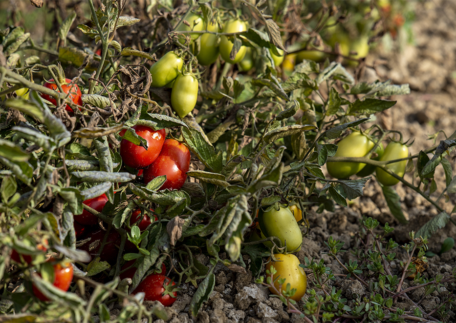 "Radici e Stagioni" - Notizie dai nostri campi del mese di luglio 2026 5 pomodori